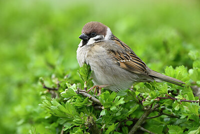 BUITEN BEELD Foto: 432431