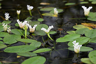 BUITEN BEELD Foto: 432435