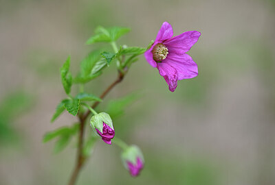 BUITEN BEELD Foto: 432443