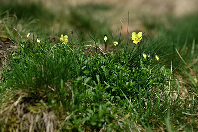 BUITEN BEELD Foto: 432487