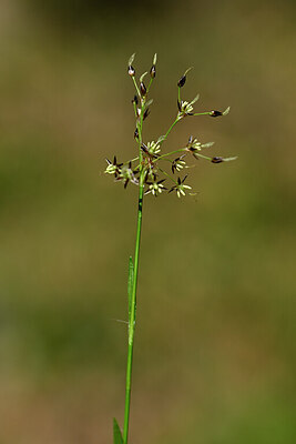 BUITEN BEELD Foto: 432494