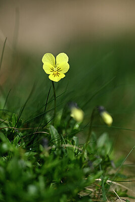 BUITEN BEELD Foto: 432528