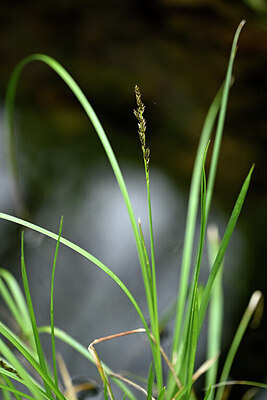 BUITEN BEELD Foto: 432532