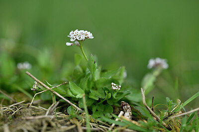 BUITEN BEELD Foto: 432535