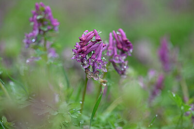 BUITEN BEELD Foto: 432547