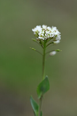 BUITEN BEELD Foto: 432556