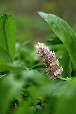 BUITEN BEELD Foto: 432558