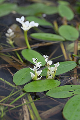 BUITEN BEELD Foto: 432564