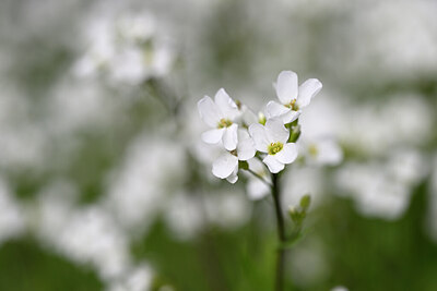 BUITEN BEELD Foto: 432565