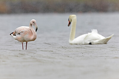 BUITEN BEELD Foto: 432567