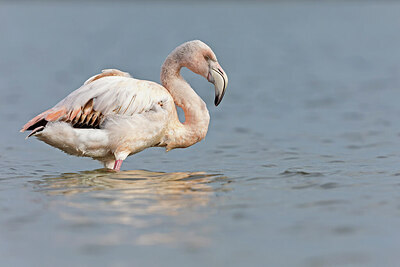 BUITEN BEELD Foto: 432571