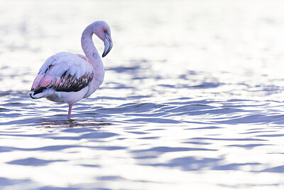 BUITEN BEELD Foto: 432574