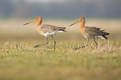 BUITEN BEELD Foto: 432607