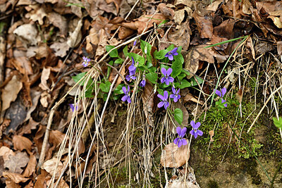 BUITEN BEELD Foto: 432634