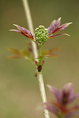 BUITEN BEELD Foto: 432639