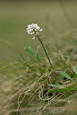 BUITEN BEELD Foto: 432645