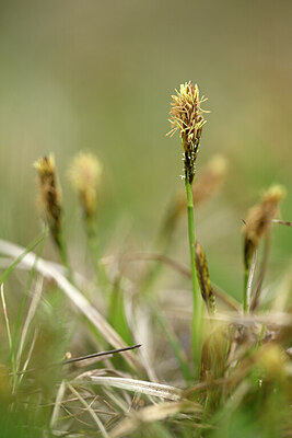 BUITEN BEELD Foto: 432646