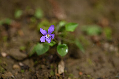 BUITEN BEELD Foto: 432651