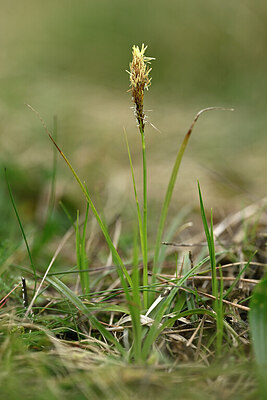 BUITEN BEELD Foto: 432667