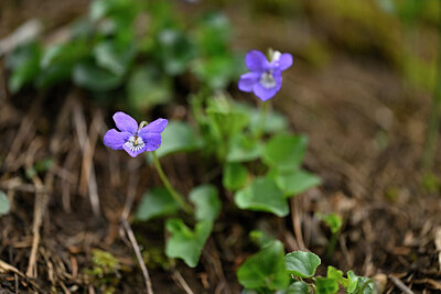 BUITEN BEELD Foto: 432676