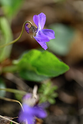 BUITEN BEELD Foto: 432677