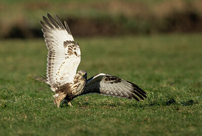 BUITEN BEELD Foto: 432695