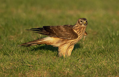 BUITEN BEELD Foto: 432712