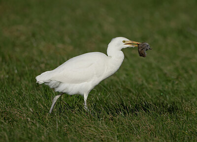 BUITEN BEELD Foto: 432720