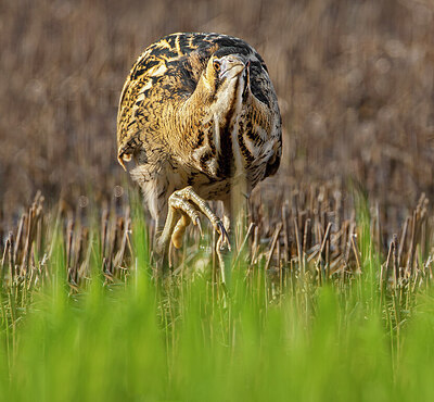 BUITEN BEELD Foto: 432780