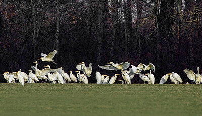 BUITEN BEELD Foto: 432781