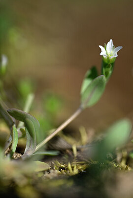 BUITEN BEELD Foto: 432799