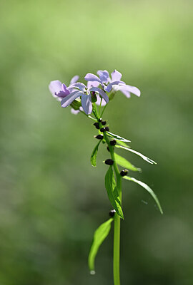 BUITEN BEELD Foto: 432801