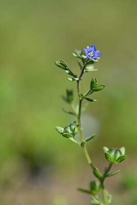 BUITEN BEELD Foto: 432819