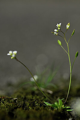 BUITEN BEELD Foto: 432835