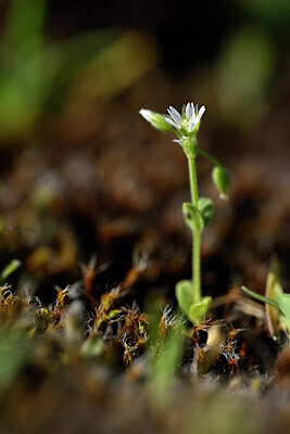 BUITEN BEELD Foto: 432836