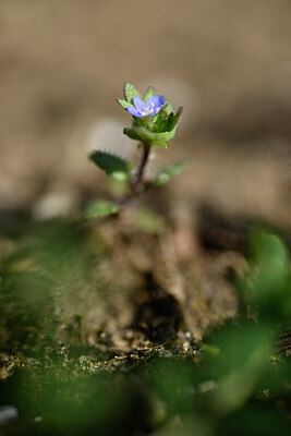 BUITEN BEELD Foto: 432840