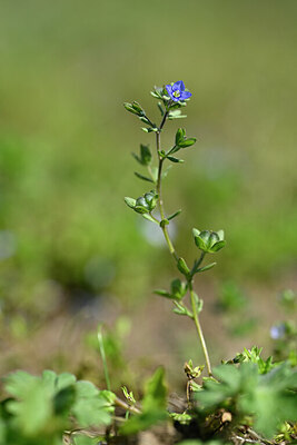 BUITEN BEELD Foto: 432842