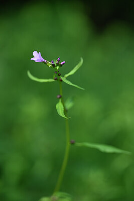 BUITEN BEELD Foto: 432856