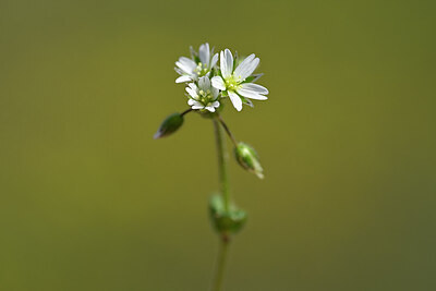 BUITEN BEELD Foto: 432862