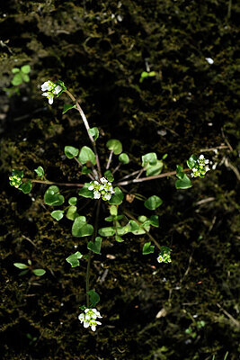 BUITEN BEELD Foto: 432865