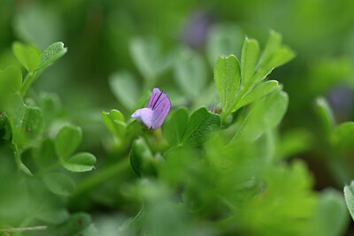 BUITEN BEELD Foto: 432871