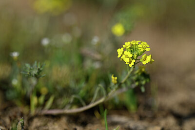 BUITEN BEELD Foto: 432872