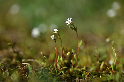 BUITEN BEELD Foto: 432883