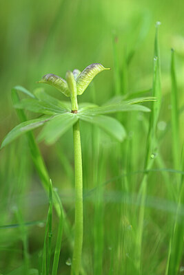 BUITEN BEELD Foto: 432886
