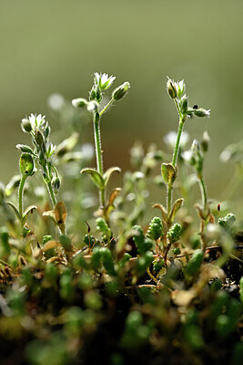 BUITEN BEELD Foto: 432889