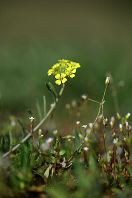 BUITEN BEELD Foto: 432890