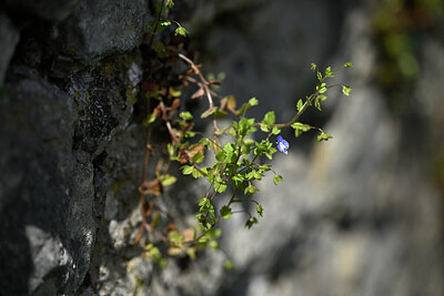 BUITEN BEELD Foto: 432902