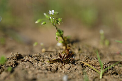 BUITEN BEELD Foto: 432912