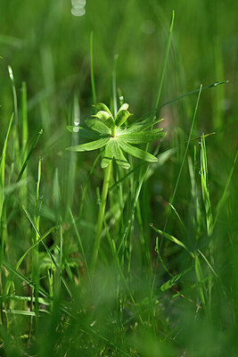 BUITEN BEELD Foto: 432916