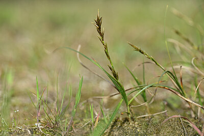 BUITEN BEELD Foto: 432917